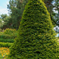 10 ENGLISH YEW Taxus Baccata Tree Shrub Conifer Sun or Shade Red Ornamental Berry Seeds