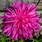 50 Mixed OSTRICH PLUME ASTER Feather Spider Callistephus Chinensis Flower Seeds