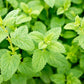 1500 LEMON BALM Melissa Officinalis Lemonbalm Fragrant Herb / Flower Seeds