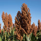 50 MENNONITE SORGHUM Sugar Cane Sorghum Bicolor Grain Vegetable Seeds