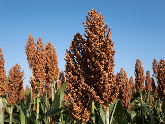 50 MENNONITE SORGHUM Sugar Cane Sorghum Bicolor Grain Vegetable Seeds