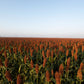 50 DELLA SORGHUM Bicolor Syrup Flour Grain Vegetable Seeds