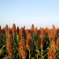 100 Wild Game FOOD PLOT SORGHUM aka Milo Deer & Game Bird Bicolor Seeds