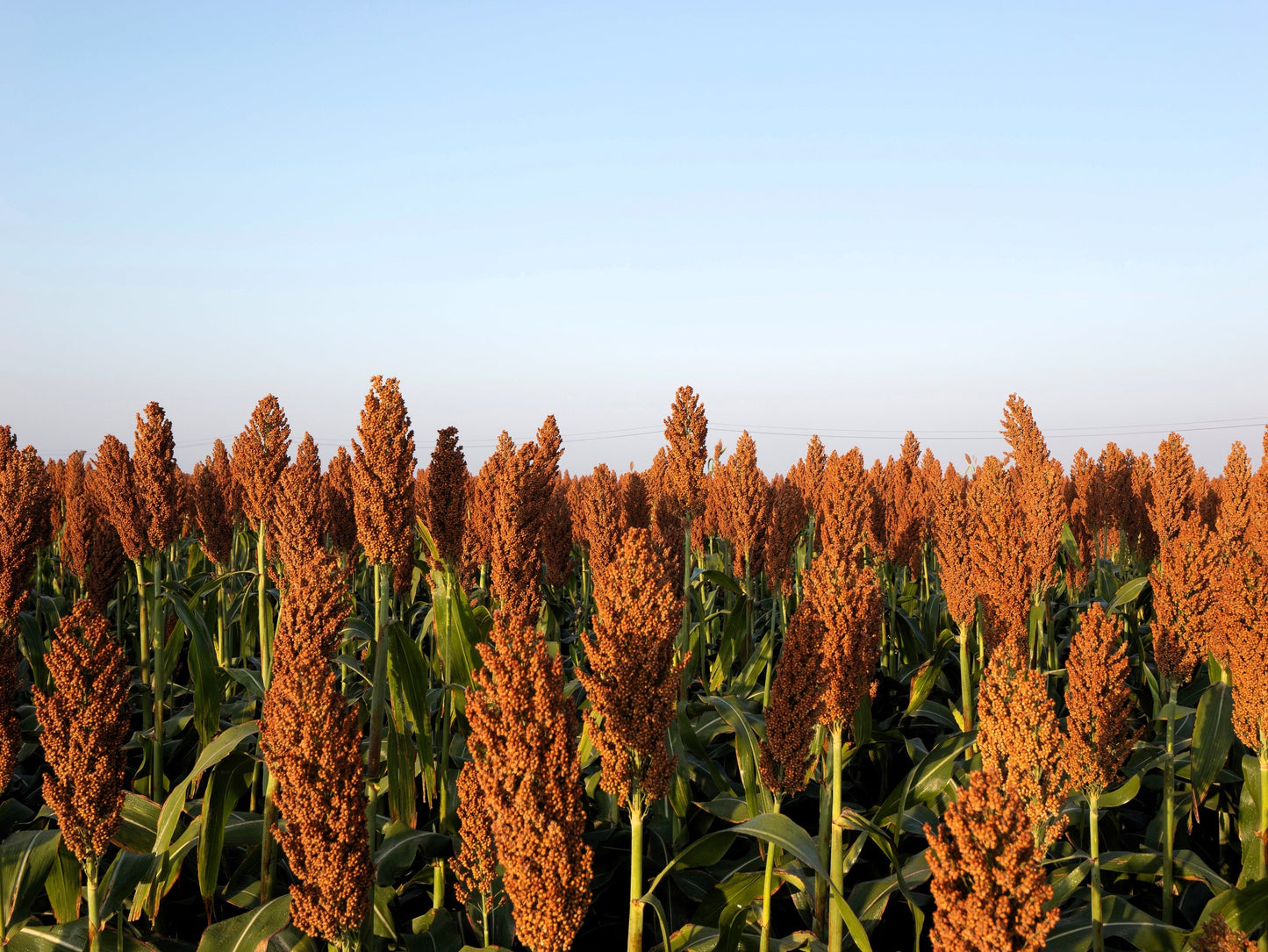 100 Wild Game FOOD PLOT SORGHUM aka Milo Deer & Game Bird Bicolor Seeds