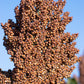50 M81E SORGHUM Light Amber Syrup Bicolor Vegetable Grain Seeds