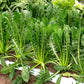 250 CICORIA CATALOGNA Puntarelle Chicorium Chicory Vegetable Seeds