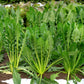 800 EMERALD CATALOGNA ENDIVE Italian Chicory Cichorium Endivia Seeds