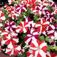 100 STAR MIX PETUNIA Mixed Colors Petunia Violacea Flower Seeds Red Blue Purple