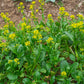 1000 HANOVER SALAD Spring KALE Smooth Siberian Brassica Napus Vegetable Seeds