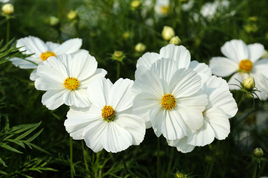 350 PURITY WHITE COSMOS Cosmos Bipinnatus Flower Seeds