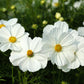 350 COSMOS SENSATION MIX Mixed Colors Cosmos Bipinnatus Flower Seeds