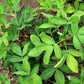 15 Seeds TENNESSEE RED PEANUT Valencia Arachis Hypogaea Perennial Nut Plant