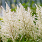 50 MIXED Colors ASTILBE BUNTER Astilbe Simplicifolia Shade Red White Purple Pink Flower Seeds