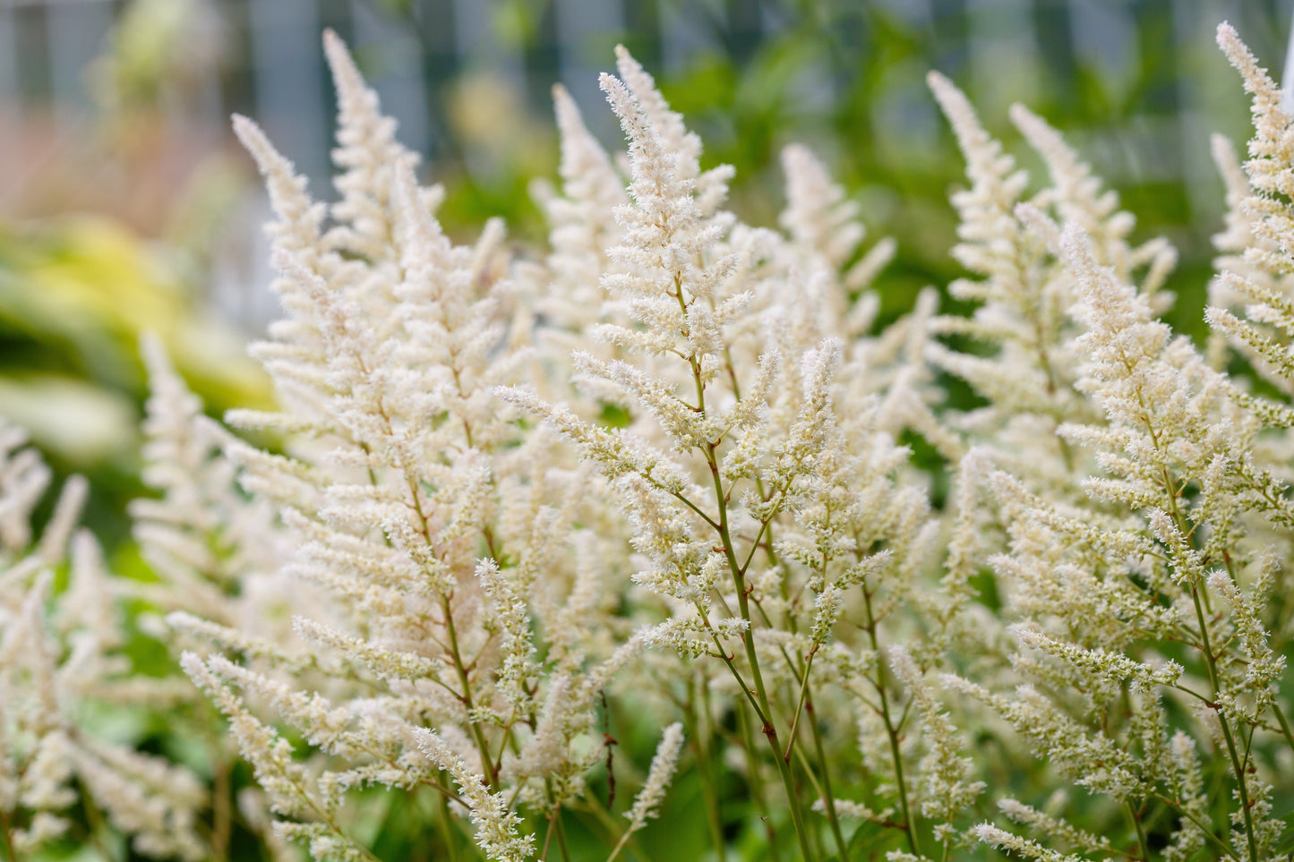 50 MIXED Colors ASTILBE BUNTER Astilbe Simplicifolia Shade Red White Purple Pink Flower Seeds
