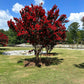 35 RED CREPE MYRTLE Lagerstroemia Indica Flowering Shrub Bush Small Tree Seeds