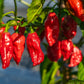 20 GHOST PEPPER SEEDS Blazing Hot Naga Bhut Jolokia Cobra Chili Vegetable Seeds