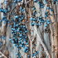 10 BOSTON IVY ( Bostonian Ivy / Wall Ivy ) Parthenocissus Tricuspidata Veitchii Vine Flower Seeds