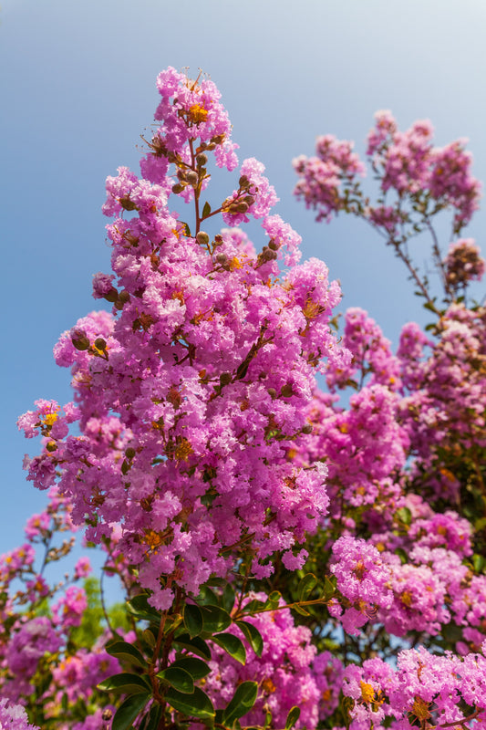 35 Light PINK CREPE MYRTLE Crape Tree Shrub Lagerstroemia Indica Flower Seeds
