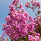 1000 Bulk CREPE MYRTLE Mixed Colors Lagerstroemia Indica Mix Tree Shrub Flower Seeds - Red, Purple, Light Pink, Dark Pink, White, & Lilac
