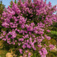 35 Light PINK CREPE MYRTLE Crape Tree Shrub Lagerstroemia Indica Flower Seeds