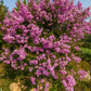 50 MIXED CREPE MYRTLE Lagerstroemia Indica Tree Shrub Crape  6 Color Mix - Red, Purple, Light Pink, Dark Pink, White, & Lilac Flower Seeds