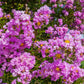 50 MIXED CREPE MYRTLE Lagerstroemia Indica Tree Shrub Crape  6 Color Mix - Red, Purple, Light Pink, Dark Pink, White, & Lilac Flower Seeds