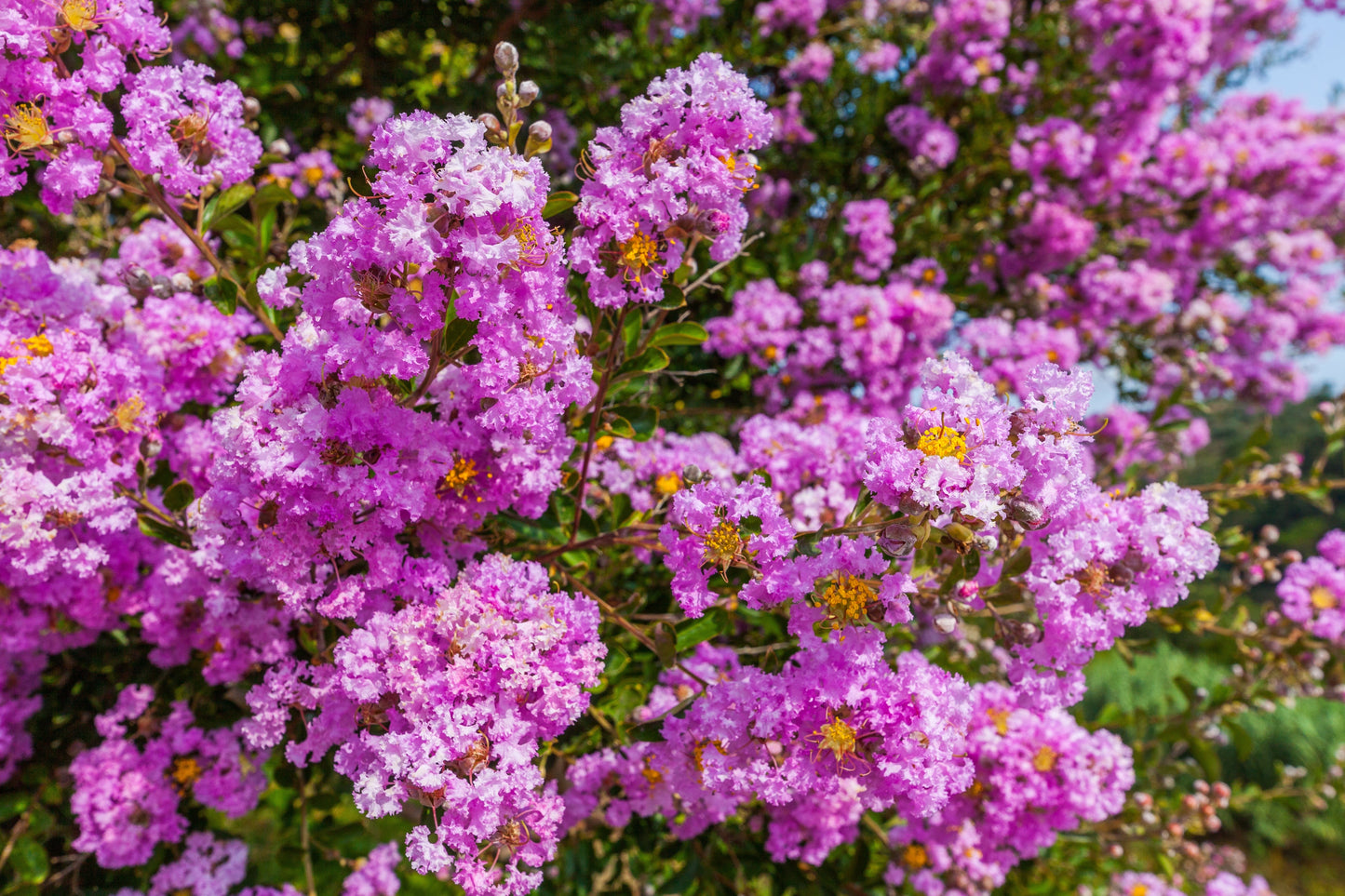 50 MIXED CREPE MYRTLE Lagerstroemia Indica Tree Shrub Crape  6 Color Mix - Red, Purple, Light Pink, Dark Pink, White, & Lilac Flower Seeds