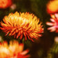 100 ORANGE DOUBLE STRAWFLOWER Xerochrysum Bracteatum Helichrysum Monstrosum Flower Seeds