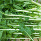 250 CICORIA CATALOGNA Puntarelle Chicorium Chicory Vegetable Seeds