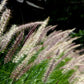 25 Dwarf Purple CHINESE FOUNTAIN GRASS Pennisetum Alopecuroides Hardy Ornamental Seeds