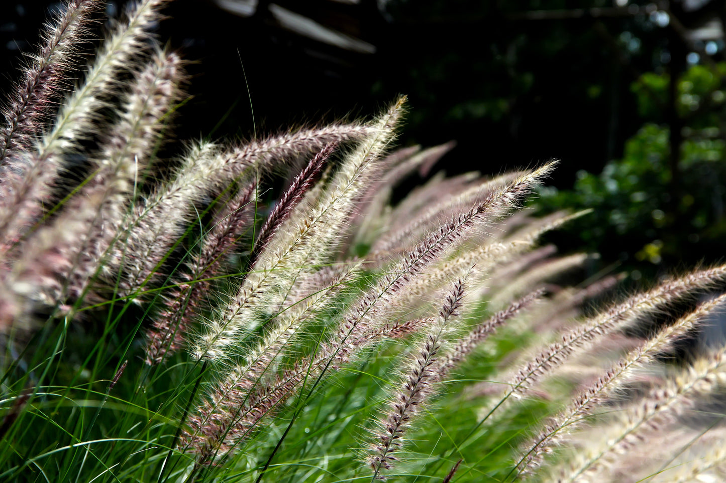 25 Dwarf Purple CHINESE FOUNTAIN GRASS Pennisetum Alopecuroides Hardy Ornamental Seeds