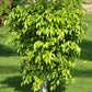 50 WEEPING FIG Ficus Benjamina Benjamin Indian Rubber Tree Houseplant Seeds