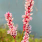 100 PINKWEED Smartweed Pink Knotweed Polygonum Wetland Flower Herb Seeds