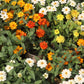 250 Mixed Colors CLASSIC ZINNIA Linearis Angustifolia Narrow Leaf Creeping Mexican Flower Seeds