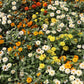 250 Mixed Colors CLASSIC ZINNIA Linearis Angustifolia Narrow Leaf Creeping Mexican Flower Seeds
