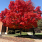 25 Scarlet CAROLINA RED MAPLE Tree Acer Rubrum Seeds