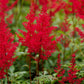 50 MIXED Colors ASTILBE BUNTER Astilbe Simplicifolia Shade Red White Purple Pink Flower Seeds
