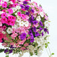 250 Mixed Colors DWARF PETUNIA Pink Red Purple White Bicolor Flower Seeds