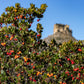 25 STRAWBERRY TREE Edible Red Berry Tree Arbutus Unedo Seeds Irish Killarney