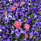 50 DEEP BLUE Blotch PANSY Swiss Giant Viola Wittrockiana Ullswater Flower Seeds