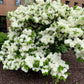 20 WHITE TREE LILAC Hummingbird Flower Fragrant Peking Syringa Pekinensis Seeds