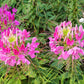 200 ROSE QUEEN CLEOME Hassleriana Spinosa Pink Spider Flower Seeds
