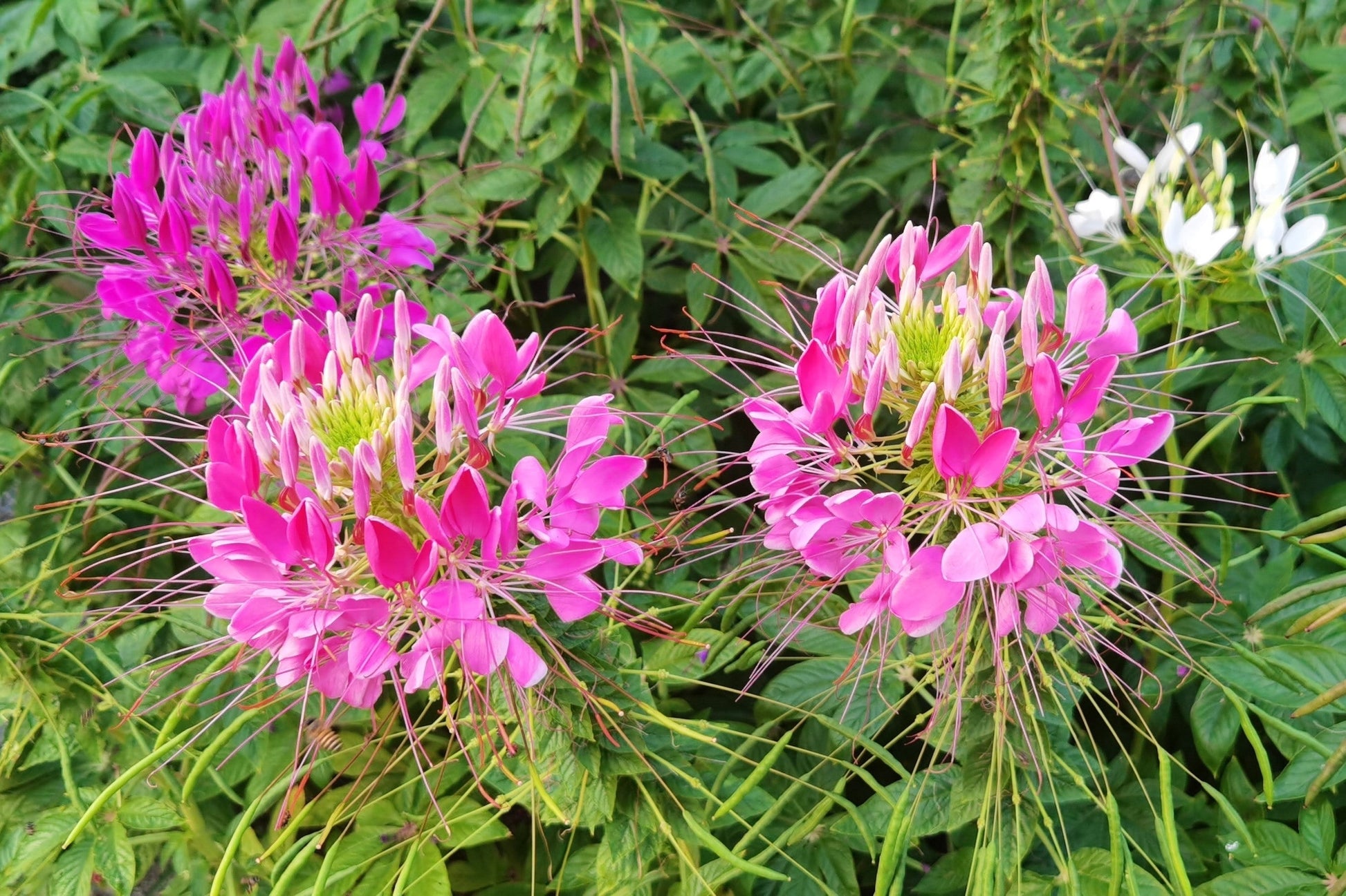 where to buy spider plant seeds Cleome hassleriana, 'Pink Queen'
