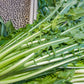 800 EMERALD CATALOGNA ENDIVE Italian Chicory Cichorium Endivia Seeds