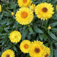 50 YELLOW DOUBLE STRAWFLOWER  Xerochrysum Bracteatum Helichrysum Flower Seeds