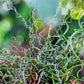 10 CORKSCREW RUSH Spiral Grass Juncus Effusus Spiralis Wetland Pond Seeds