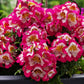 200 Mixed Colors BUTTERFLY ORCHID (Poor Mans Orchid / Angel Wings) Schizanthus Wisetonensis Flower Seeds