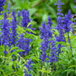 500 BLUE BEDDER SAGE Salvia Farinacea Flower Seeds