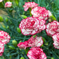 50 PICOTEE MIX CARNATION Dianthus Caryophyllus Double Bicolor Striped Flower Seeds