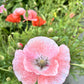 100 MOTHER Of PEARL POPPY Mix Papaver Rhoeas Shirley Flower Seeds Mixed Colors